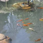 Siklawa Panzió